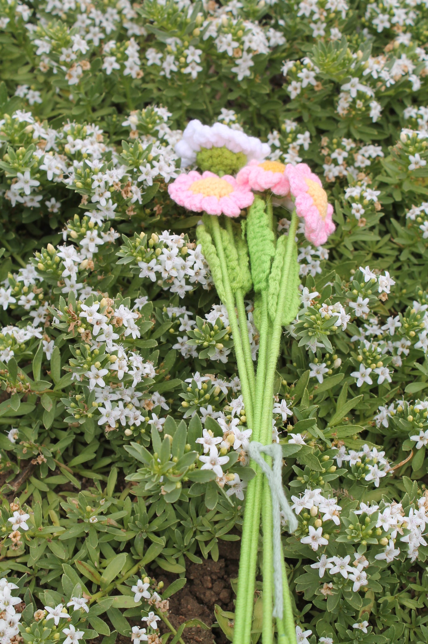 Daisies