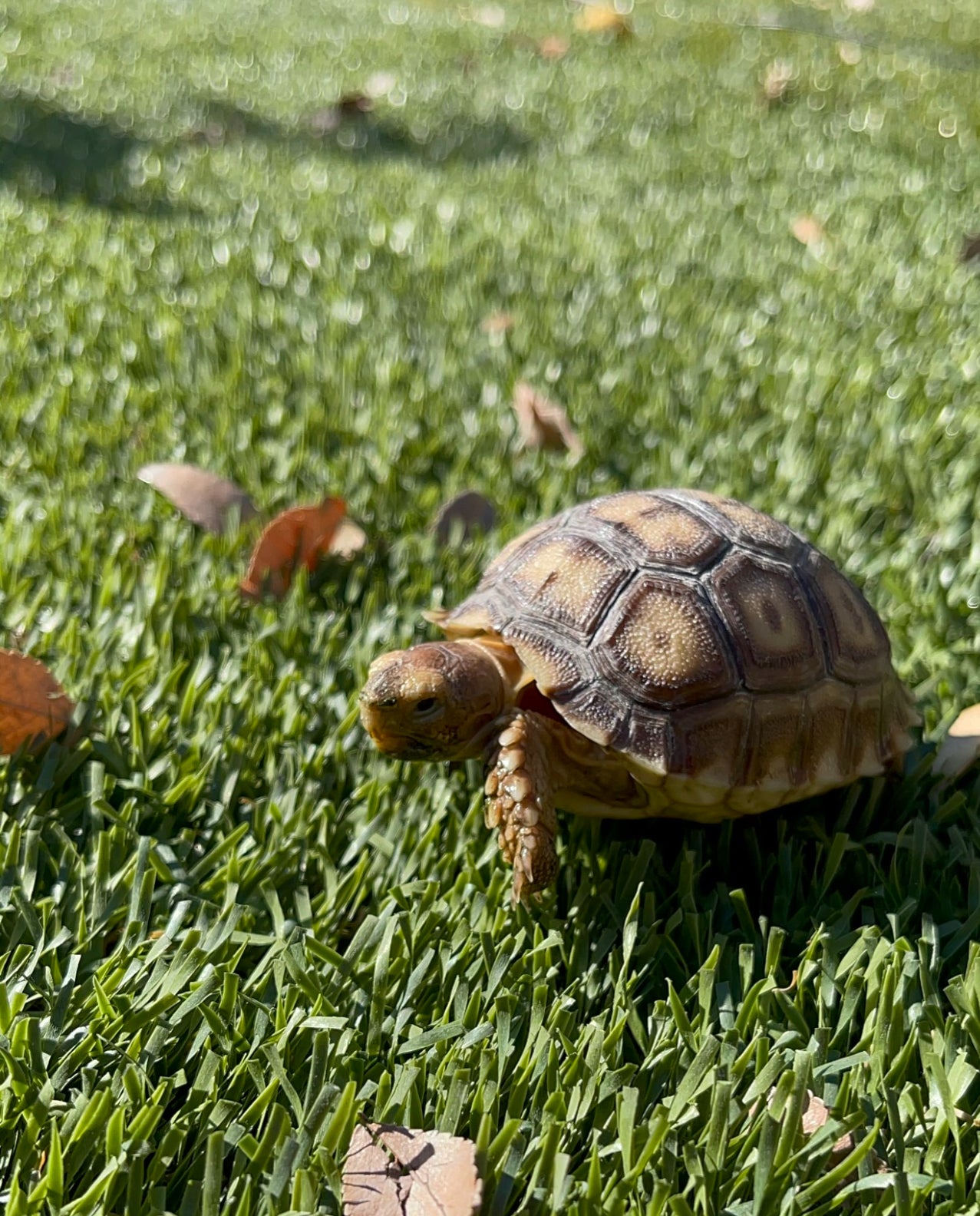 Larry the turtle 🐢