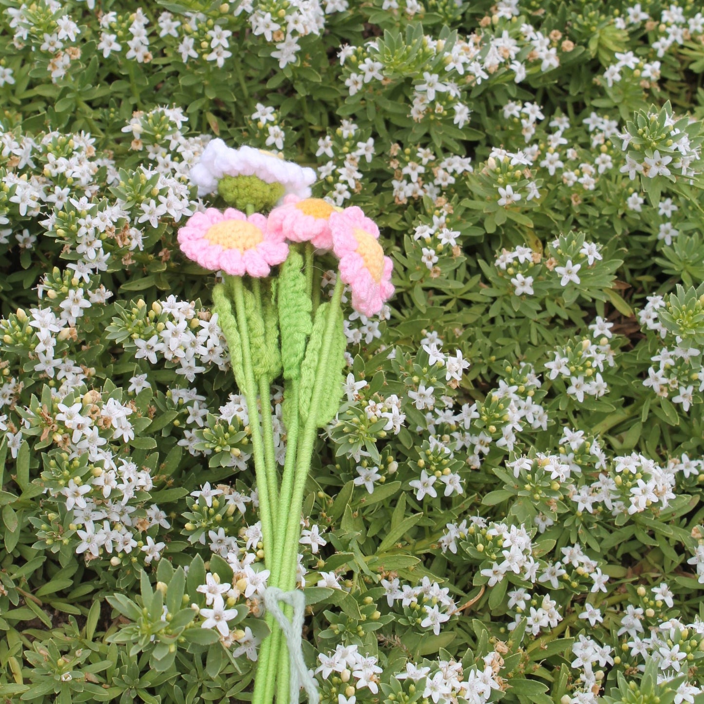 Daisies