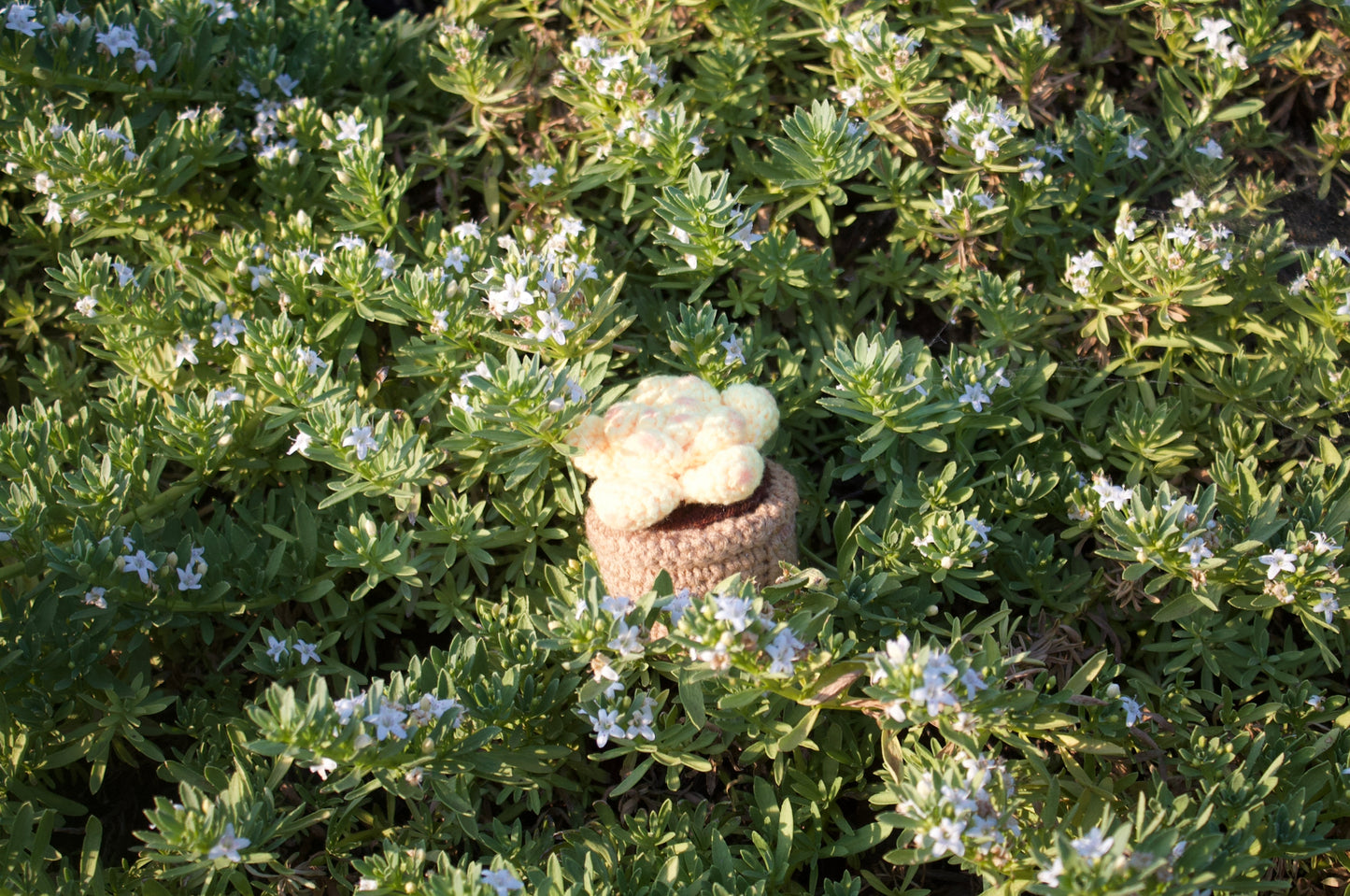 Pale yellow succulent