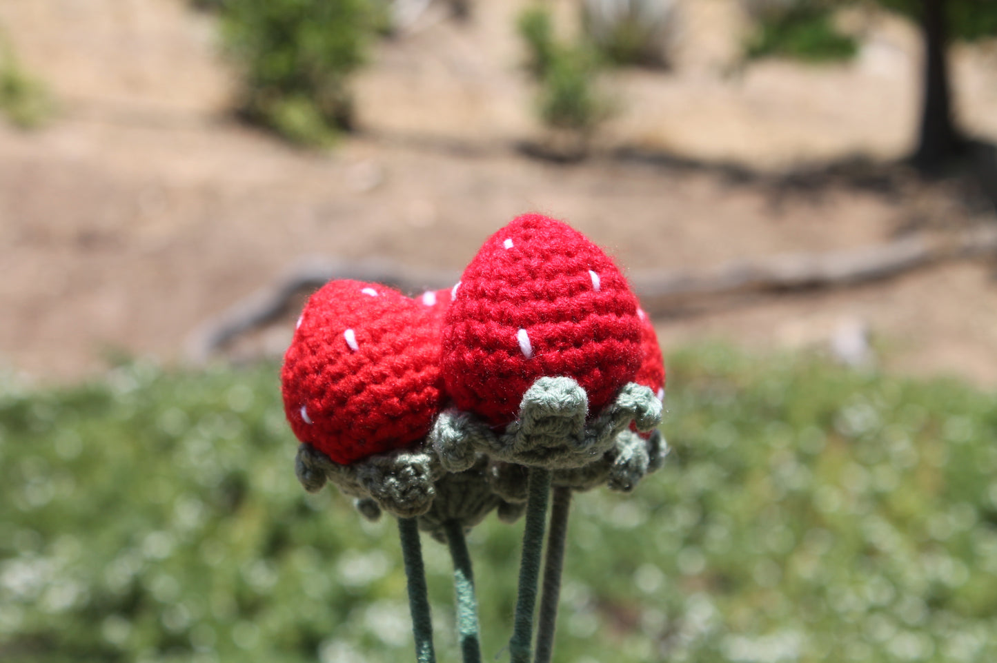 Strawberryโ๏ธ