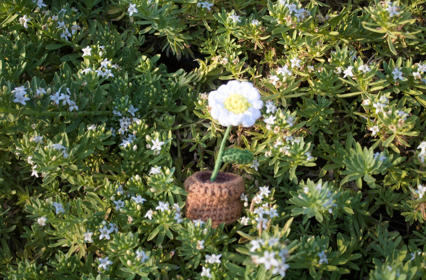 Single daisy pot