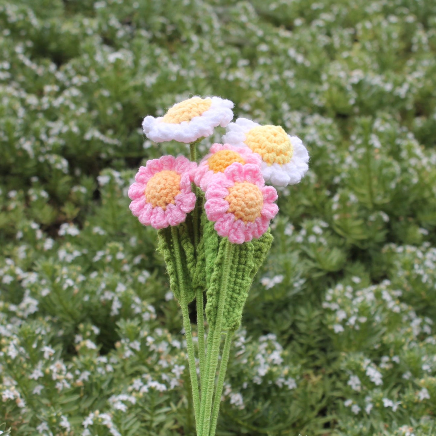 Daisies