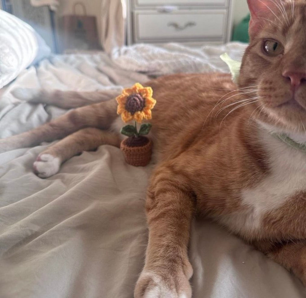 Sunflower mini