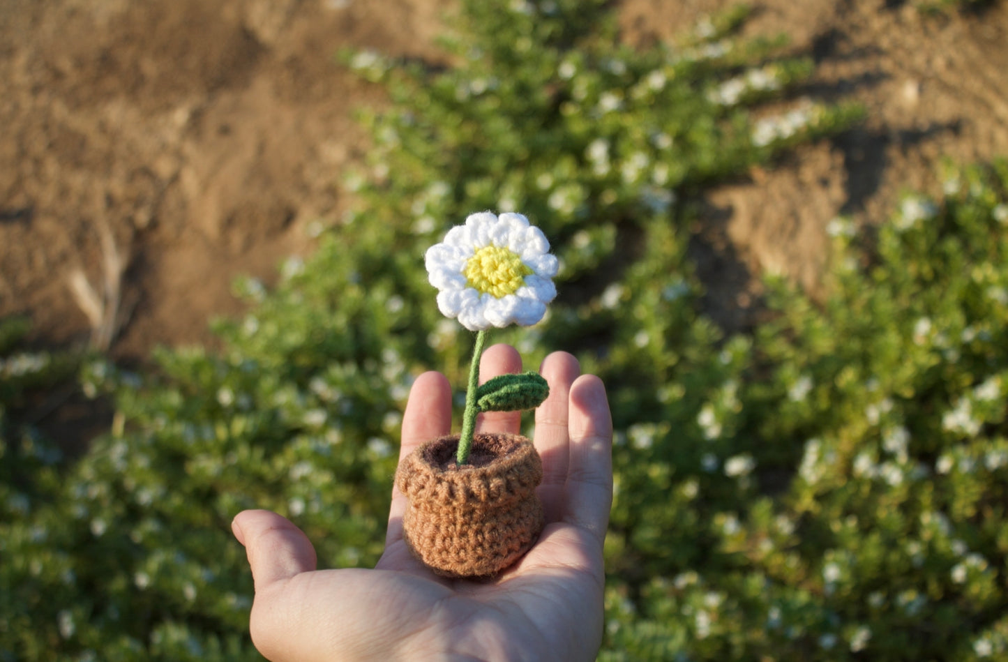 Single daisy pot