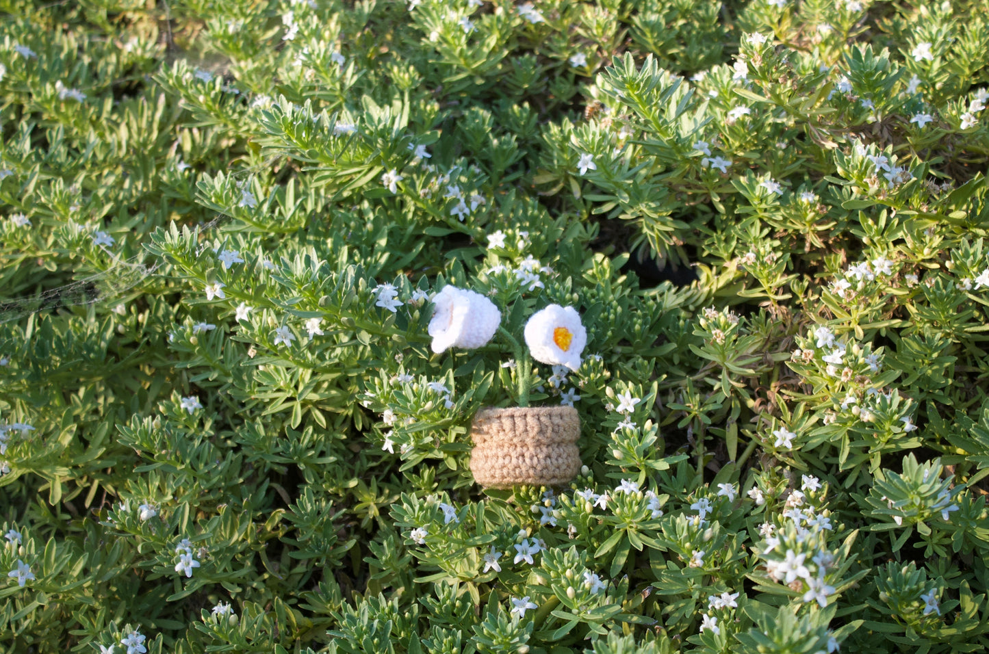 Twin daisies