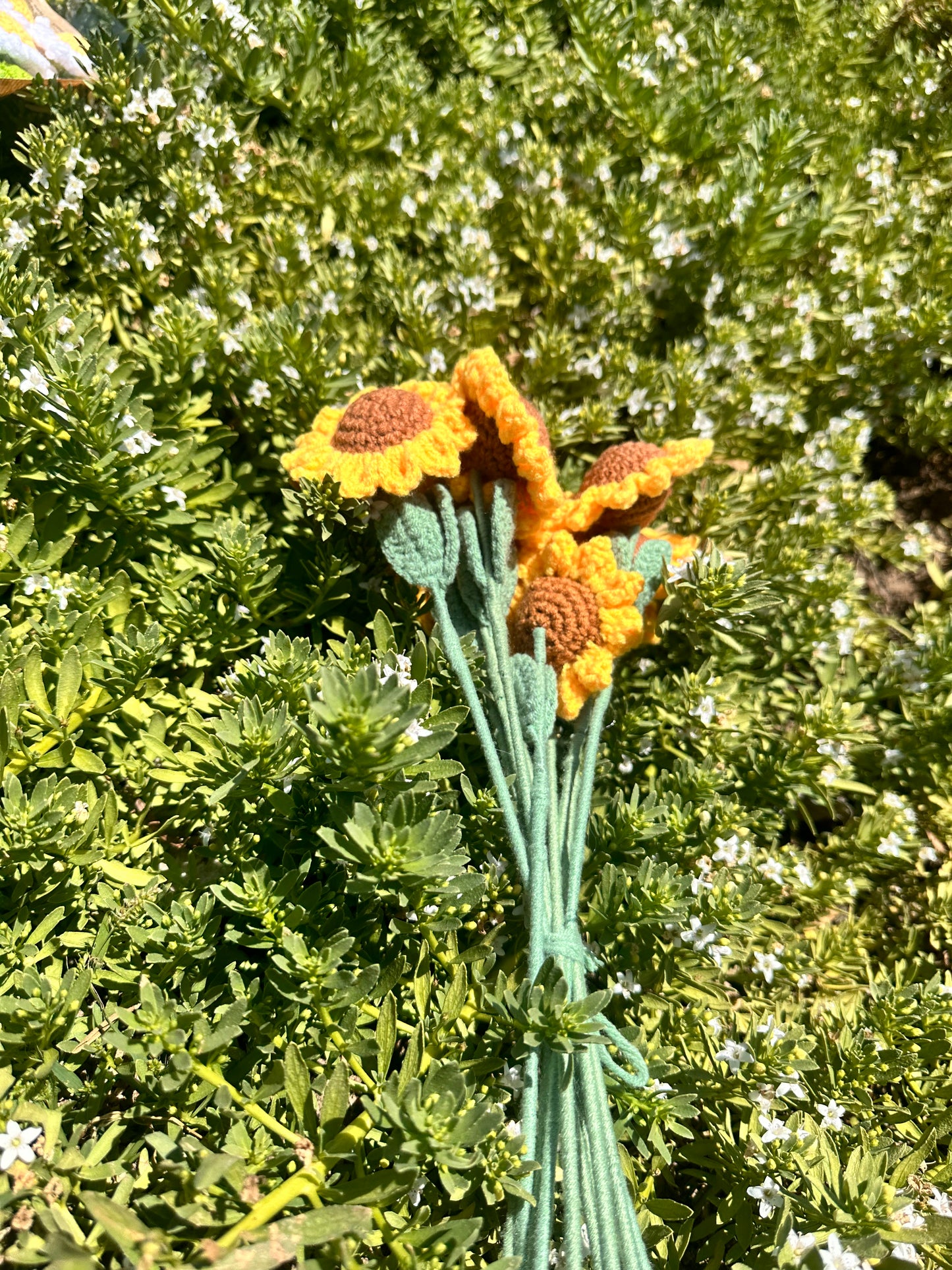 Sunflower bundle