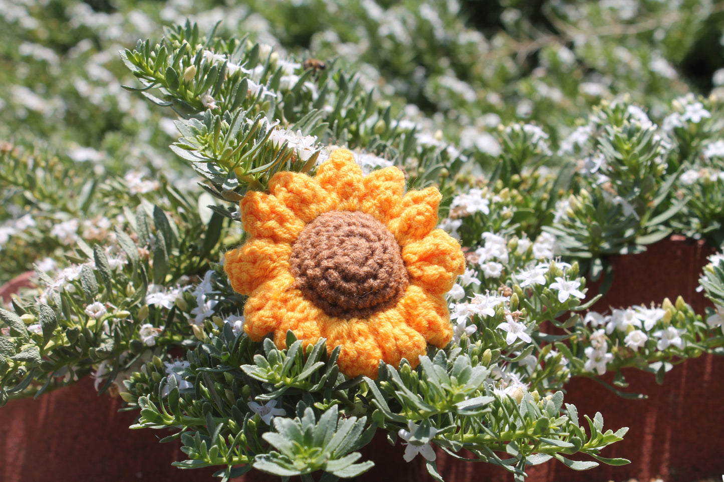 Sunflower head