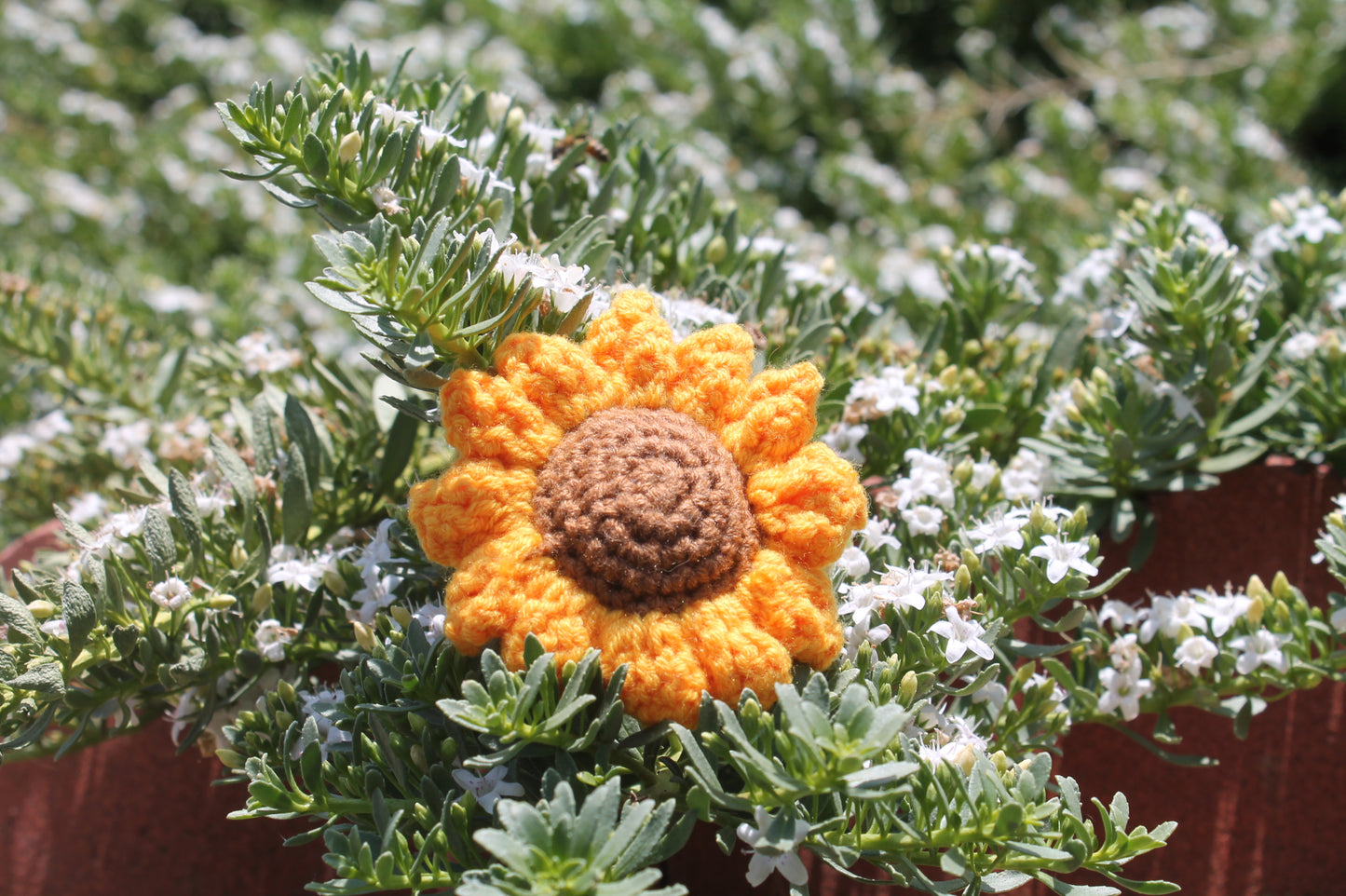 Sunflower head