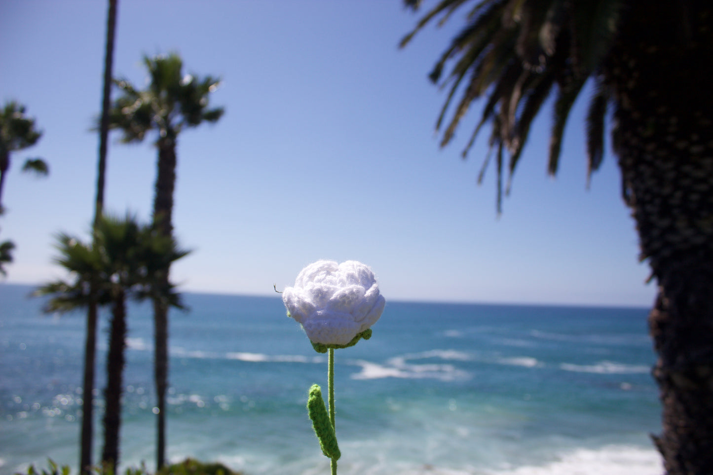 ˚₊‧୨୧ ✧ 𝓒𝓻𝓸𝓬𝓱𝓮𝓽 𝓡𝓸𝓼𝓮𝓼 ✧ ₊˚⊹