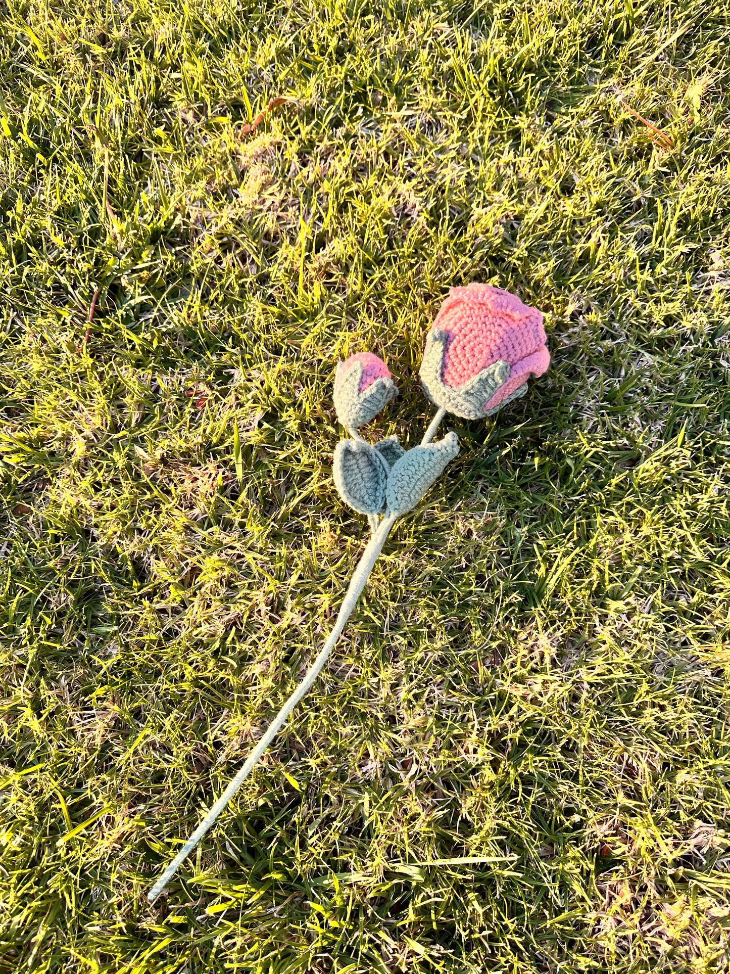 The Enchanted Rose ๐น