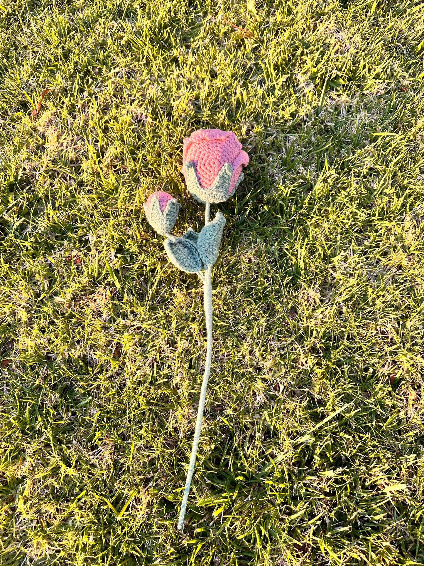 The Enchanted Rose ๐น