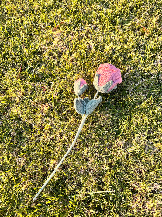 The Enchanted Rose 🌹